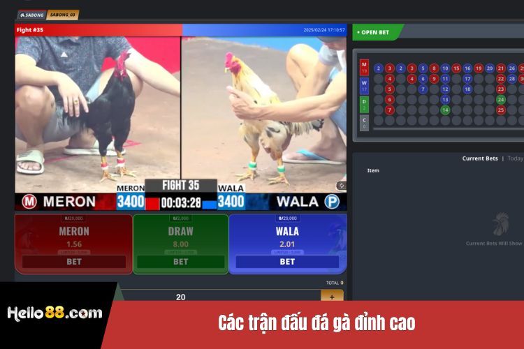 Các trận đấu đá gà đỉnh cao